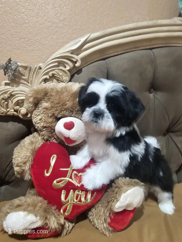 Mimi – Shih Tzu puppy for sale in Adelanto, CA