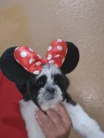 Mimi, a female Shih Tzu for sale in Adelanto, CA – 2 of 10