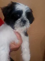 Mimi, a female Shih Tzu for sale in Adelanto, CA – 10 of 10