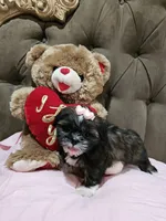 No name , a female Shih Tzu for sale in Adelanto, CA – 3 of 10