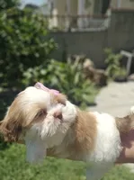 No name, a female Shih Tzu for sale in Adelanto, CA – 2 of 10