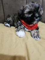 No name, a male Shihpoo for sale in Adelanto, CA – 10 of 10