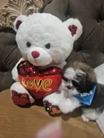 No name , a male Shih Tzu for sale in Adelanto, CA – 5 of 10