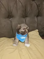 No name , a male Shihpoo and Shih Tzu for sale in Adelanto, CA – 6 of 10