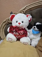 No name, a male Shih Tzu for sale in Adelanto, CA – 10 of 10