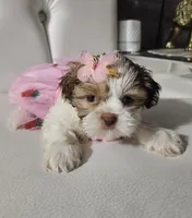 No name , a female Shih Tzu for sale in Adelanto, CA – 3 of 5