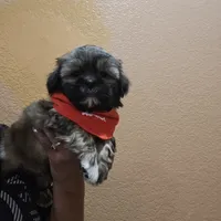 No name, a male Shihpoo for sale in Adelanto, CA – 3 of 10