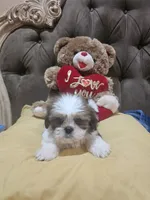 no name, a male Shih Tzu for sale in Adelanto, CA – 8 of 10