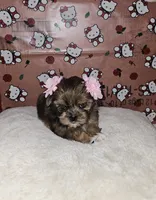 No name, a female Shih Tzu for sale in Adelanto, CA – 3 of 10