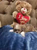 No name , a male Shih Tzu for sale in Adelanto, CA – 4 of 10