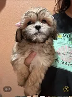 No name, a female Shihpoo and Shih Tzu for sale in Adelanto, CA – 5 of 10