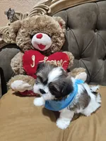 No name, a male Shih Tzu for sale in Adelanto, CA – 7 of 10