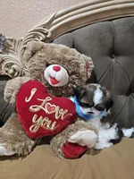 No name, a male Shih Tzu for sale in Adelanto, CA – 9 of 10