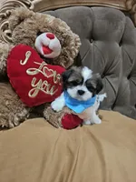 No name, a male Shih Tzu for sale in Adelanto, CA – 4 of 10