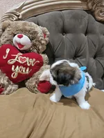No name, a male Shih Tzu for sale in Adelanto, CA – 10 of 10