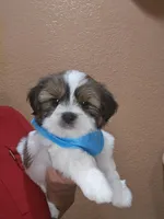No name, a male Shih Tzu for sale in Adelanto, CA – 2 of 10