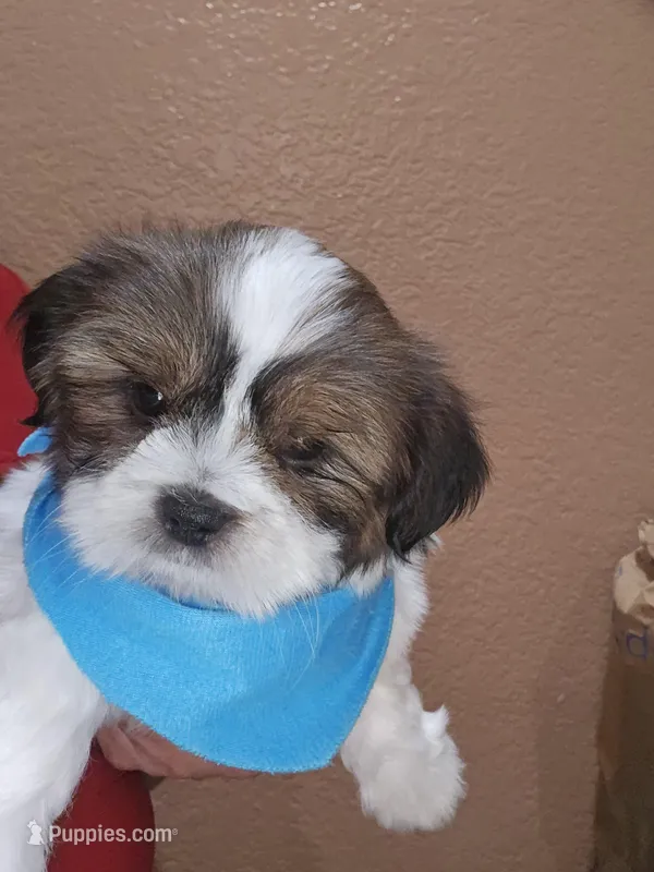No name – Shih Tzu puppy for sale in Adelanto, CA