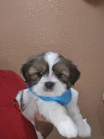 No name, a male Shih Tzu for sale in Adelanto, CA – 3 of 10