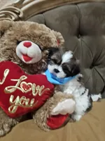 No name, a male Shih Tzu for sale in Adelanto, CA – 5 of 10