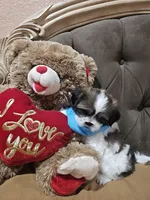 No name, a male Shih Tzu for sale in Adelanto, CA – 8 of 10