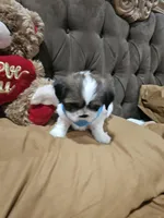 No name, a male Shih Tzu for sale in Adelanto, CA – 6 of 10