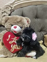 No name , a female Shih Tzu for sale in Adelanto, CA – 5 of 9