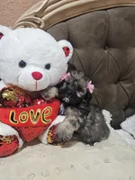 No name, a female Shihpoo and Poodle - Standard  for sale in Adelanto, CA – 9 of 10