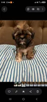 No name , a male Shihpoo and Shih Tzu for sale in Adelanto, CA – 4 of 10