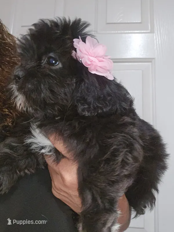 No name  – Shih Tzu puppy for sale in Adelanto, CA