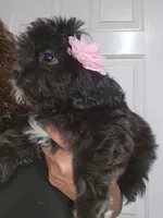No name , a female Shih Tzu for sale in Adelanto, CA – 1 of 9