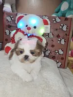 No name, a female Shih Tzu for sale in Adelanto, CA – 5 of 10