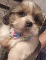No name , a male Shih Tzu for sale in Adelanto, CA – 2 of 10