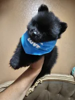 No name , a male Pomeranian for sale in Adelanto, CA – 5 of 6