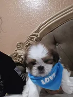 No name, a male Shih Tzu for sale in Adelanto, CA – 7 of 10