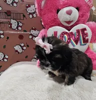 No name, a female Shih Tzu for sale in Adelanto, CA – 3 of 10