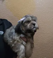 No name, a female Shihpoo for sale in Adelanto, CA – 6 of 10