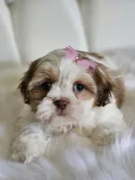 No name, a female Shih Tzu for sale in Adelanto, CA – 4 of 10