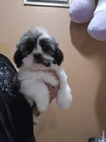 No name, a female Shihpoo and Poodle - Standard  for sale in Adelanto, CA – 4 of 10