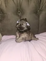 No name, a female Shihpoo and Shih Tzu for sale in Adelanto, CA – 7 of 10