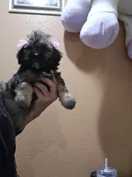 No name, a female Shihpoo and Poodle - Standard  for sale in Adelanto, CA – 3 of 10