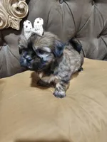 No name, a female Shihpoo for sale in Adelanto, CA – Photo 6 of 10