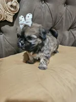No name, a female Shihpoo for sale in Adelanto, CA – Photo 7 of 10
