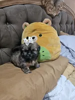 No name, a female Shihpoo for sale in Adelanto, CA – Photo 9 of 10