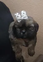 No name, a female Shihpoo for sale in Adelanto, CA – Photo 3 of 10