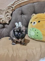 No name, a female Shihpoo for sale in Adelanto, CA – Photo 8 of 10