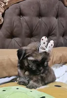 No name, a female Shihpoo for sale in Adelanto, CA – Photo 10 of 10