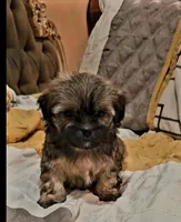 No name, a female Shihpoo for sale in Adelanto, CA – Photo 1 of 10