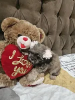 No name, a female Shihpoo and Poodle - Standard  for sale in Adelanto, CA – 7 of 10