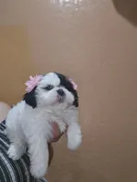 No name , a female Shih Tzu for sale in Adelanto, CA – 6 of 10