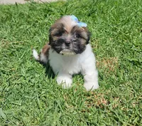 no name, a female Shih Tzu for sale in Adelanto, CA – 6 of 10